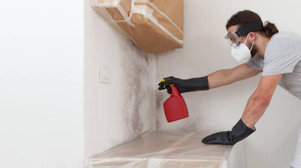 Professional Black Mold Removal technician working in Upper Black Eddy, PA