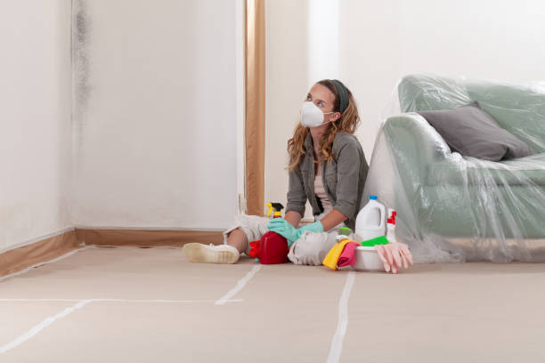 Trusted Black Mold Removal service in Upper Black Eddy, PA - Cheap Mold Removal