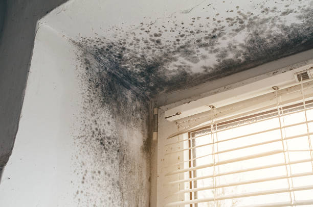 Affordable Mold Cleanup solutions in Upper Black Eddy, PA