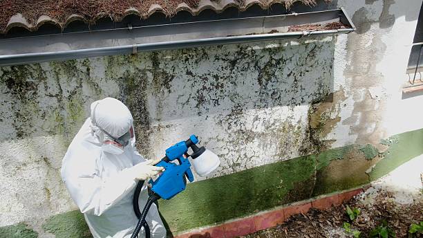 Top rated local Mold Cleanup specialists in Upper Black Eddy, PA